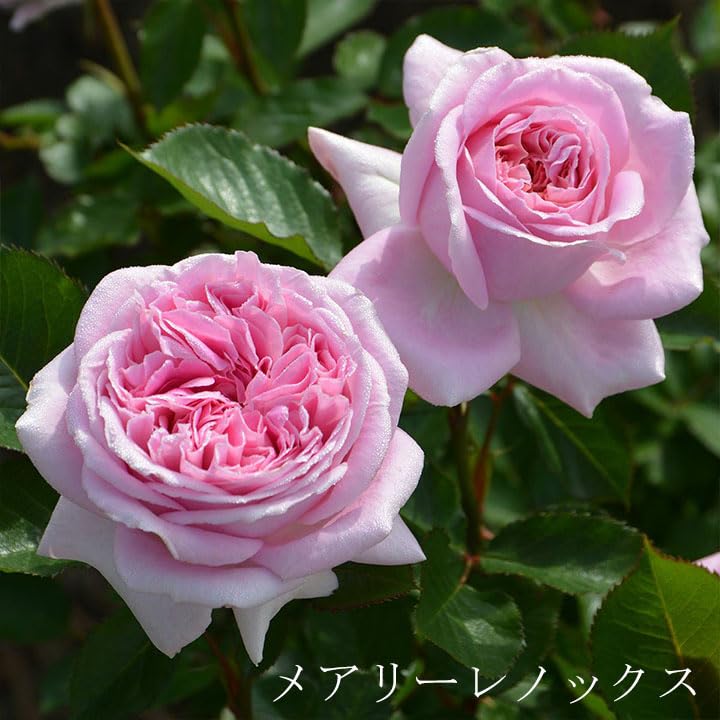 Amazon.co.jp: 母の日ギフト 蕾・花付き バラ苗 ロサオリエンティス